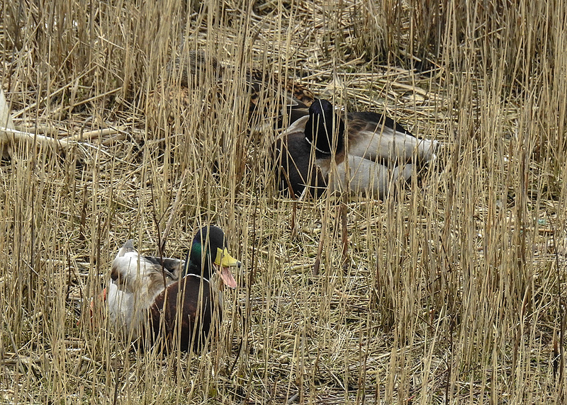 20180404 3512CPw [D~AUR] Stockente (Anas platyrhynchos), Norderney