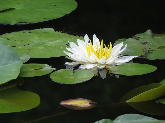 Water lily