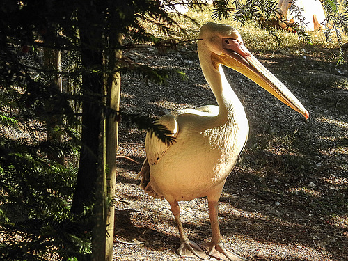 20181020 4263CPw [D~LIP] Rosapelikan, Vogelpark, DT-Heiligenkirchen