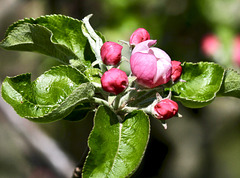 Apfelblütenknospen