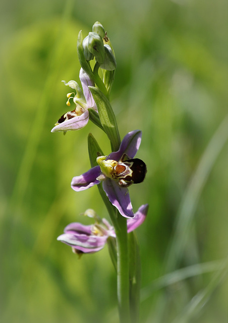 Ophrys apifera