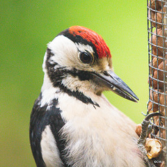 Head studies - Greater Spotted Woodpecker