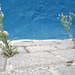 Erigeron sumatrensis, Avoadinha-marfim, Asteraceae