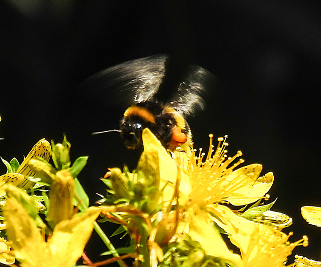 20200623 9023CPw [D~LIP] Erdhummel, Johanniskraut (Hypericum perforatum), Bad Salzuflen