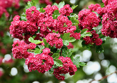 Blüten des Zierapfelbaums
