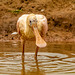 Spoonbill