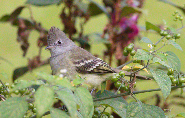 EF7A0971 Bird