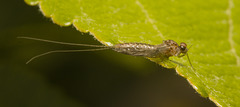 IMG 9492 Mayfly