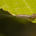 IMG 9492 Mayfly