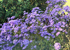 Herbstblüten