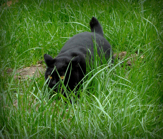 The panther :)