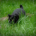 The panther :)