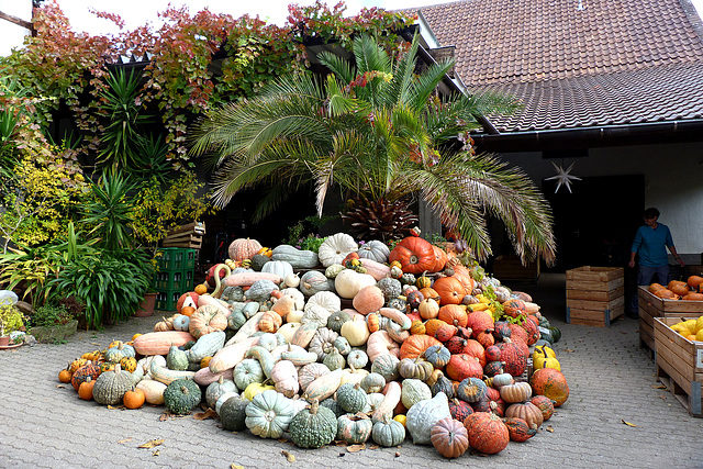 Bunte Kürbisse aller Art