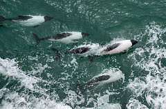 Commerson's dolphins