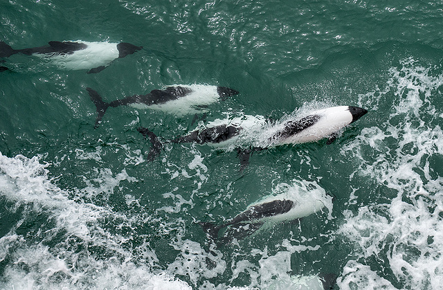 Commerson's dolphins