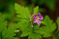 Geranium purpureum Vill., erva-de-são-roberto