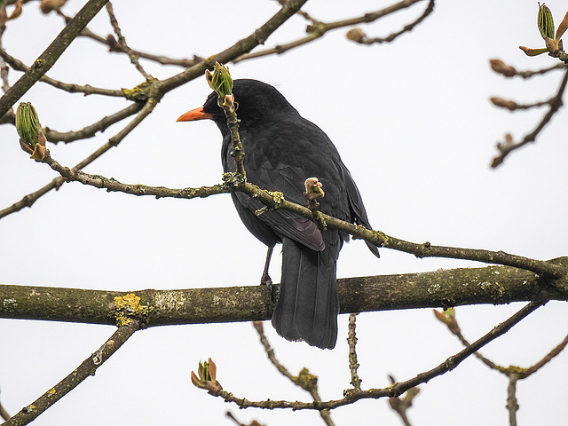 20170501 0754CPw [D~LIP] Amsel (Schwarzdrossel], Bad Salzuflen