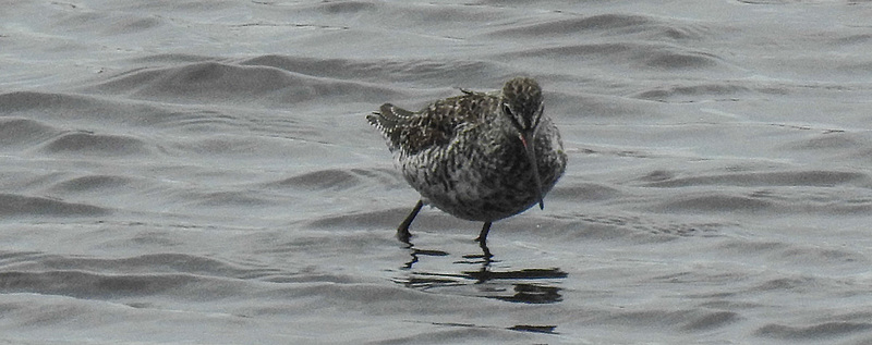 20180404 3513CPw [D~AUR] Dunkler Wasserläufer (Tringa erythropus), Norderney