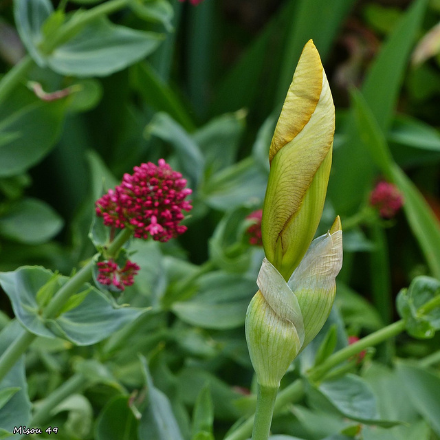 MON JARDIN