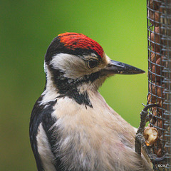 Head studies - Greater Spotted Woodpecker