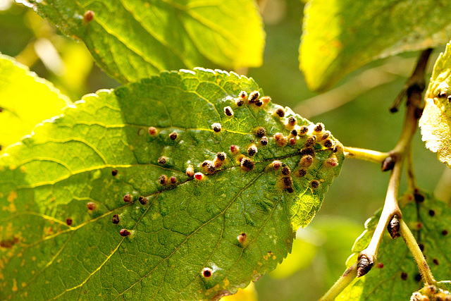 Blatt mit Parasiten