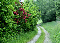 Wanderweg  (PiP)