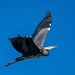 Heron