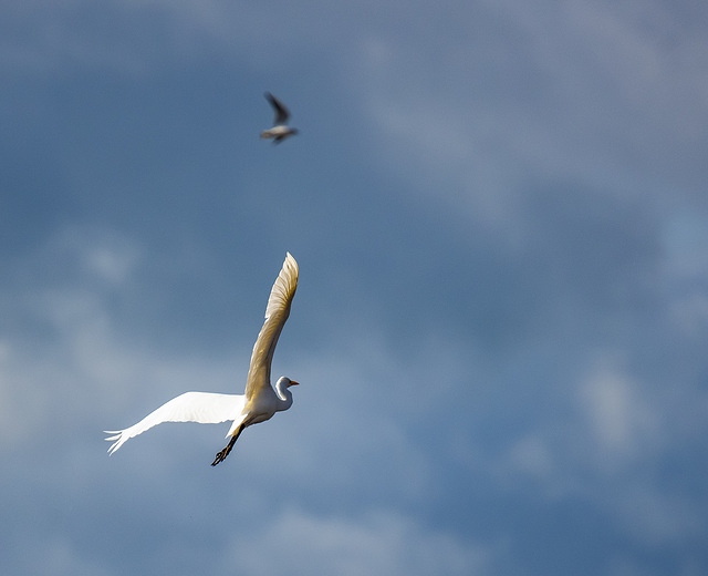 Great white egret