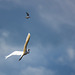 Great white egret