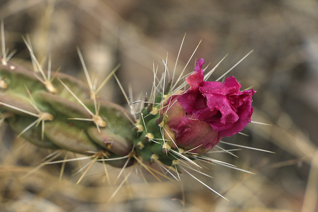 Cylindropuntia imbricata