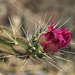 Cylindropuntia imbricata