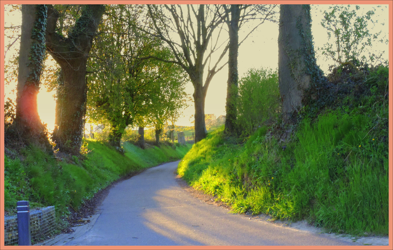 Koulenberg road......(Tree roads 2)