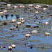 Seerosen im Metelisweiher