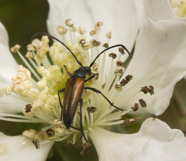 IMG 9494 Beetle