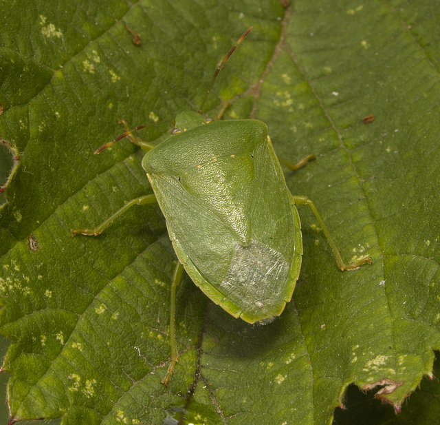 IMG 9986 Greenshield Bug