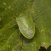 IMG 9986 Greenshield Bug