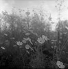 Cosmos