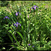 Iris x robusta (6)