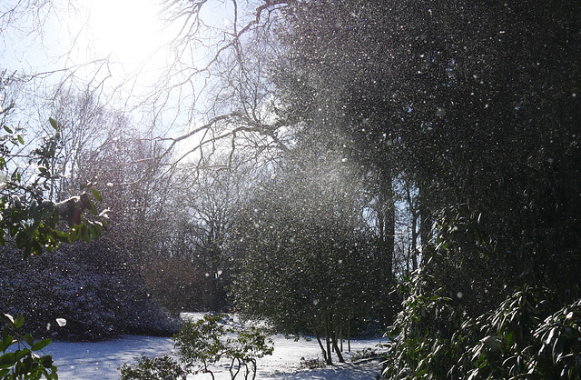 Sonniges Schneegestöber