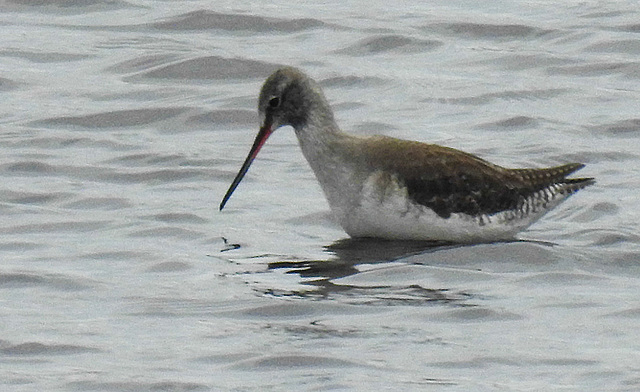 20180404 3516CPw [D~AUR] Dunkler Wasserläufer (Tringa erythropus), Norderney