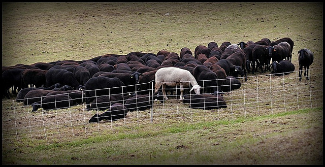 Mouton blanc - White sheep - HFF and HANWE