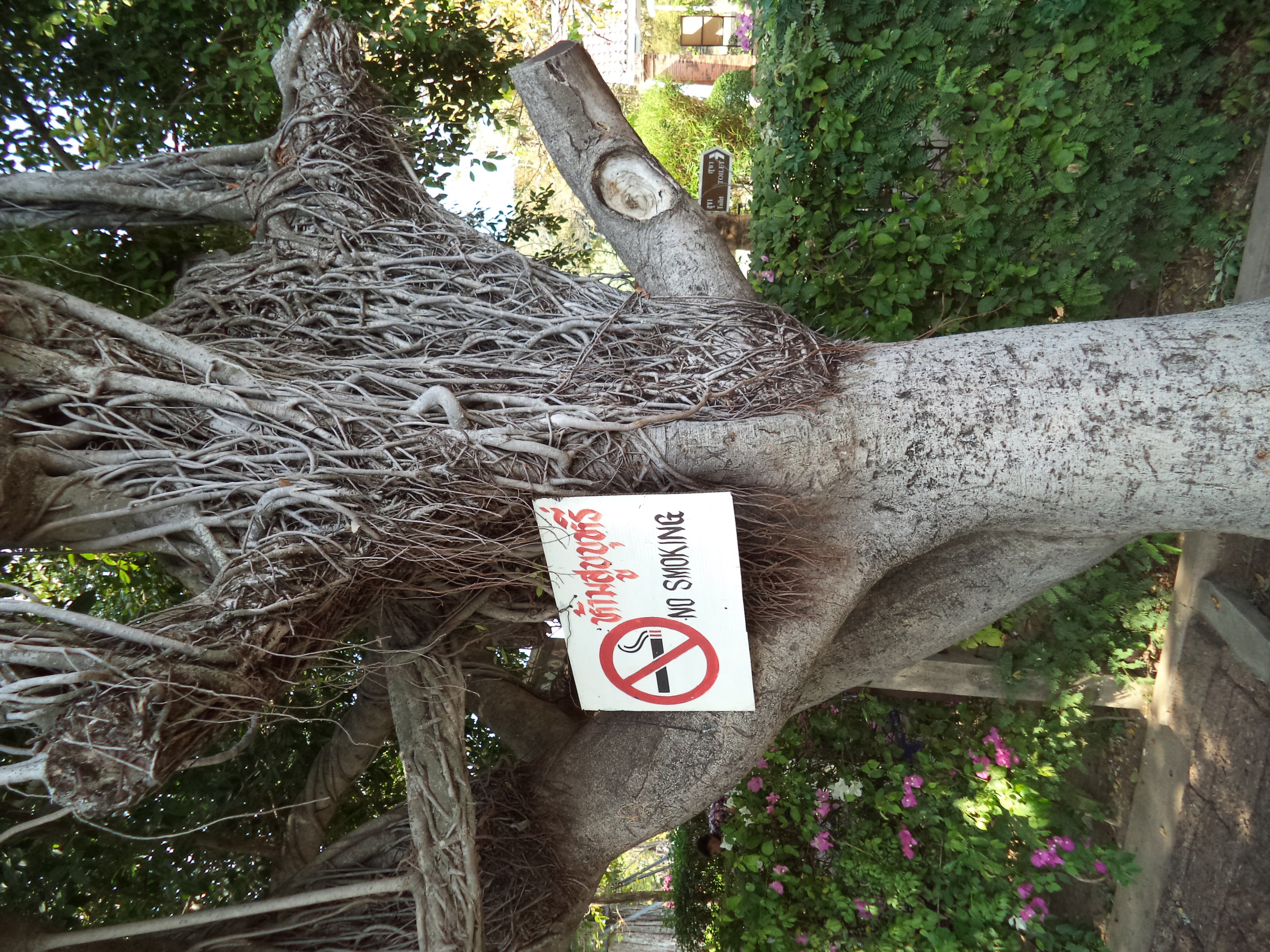 Arbre non fumeur / Non smoking tree