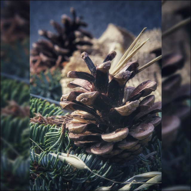 45SH A pinecone