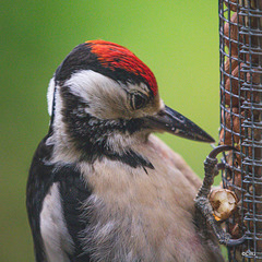 Head studies - Greater Spotted Woodpecker