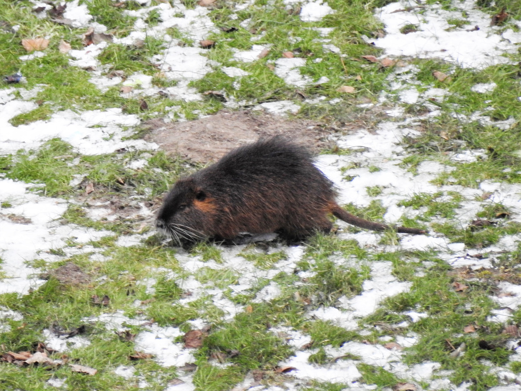 Nutria mit PiPs