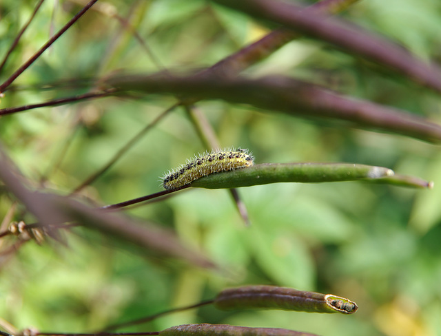 Cleome pods and caterpillar