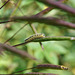 Cleome pods and caterpillar