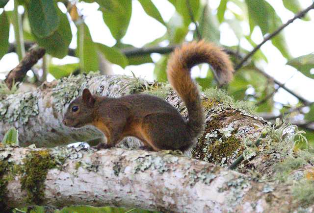 EF7A1013 Andean Squirrel