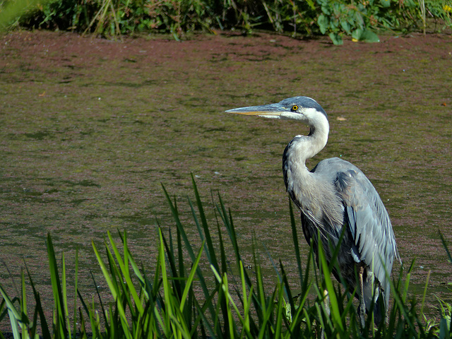 Blue heron at the ponds, 2015