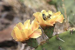 Engelmann's Prickly Pear